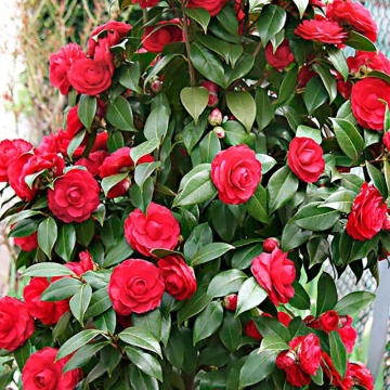 Camelie (Camellia Black Lace) - Img 2