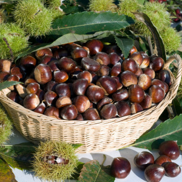 Castan comestibil (Castanea sativa), planta fructifera - Img 2
