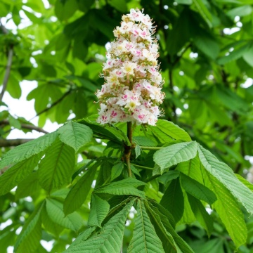 Castan salbatic (Aesculus hippocastanum), arbore ornamental, perdea forestiera, planta melifera