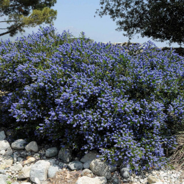 Ceanothus 'Concha' - Liliac californian - Img 3