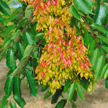 Cenuser ( Ailanthus altissima), arbore ornamental - Img 3