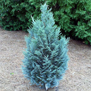 Chiparos albastru (Chamaecyparis law. Van Pelts Blue), planta gard viu, vesnic verde, frunzis albastru