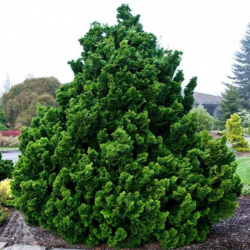 Chiparos japonez (Chamaecyparis obt. Nana Gracilis), vesnic verde, conifer ornamental