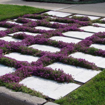 Cimbrisor rosu (Thymus praecox Red Carpet), vesnic verde, planta acoperitoare de sol, planta aromatica - Img 3