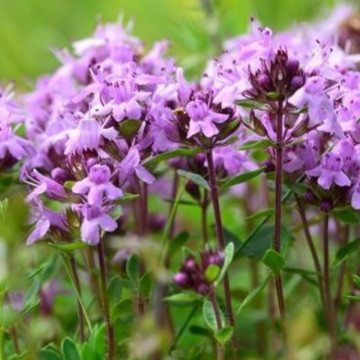 Cimbrisor (Thymus serpyllum), planta acoperitoare de sol, planta aromatica, planta medicinala - Img 2