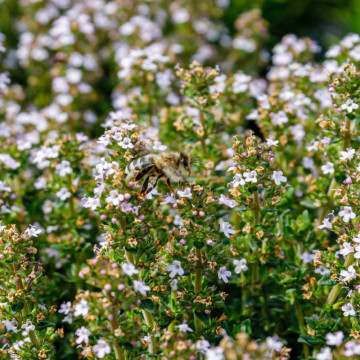 Cimbru alb (Thymus vulgaris White), planta acoperitoare de sol, planta aromatica, planta medicinala