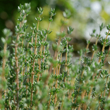 Cimbru (Thymus vulgaris), planta acoperitoare de sol, planta aromatica, planta medicinala