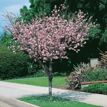 Cires japonez pitic (Prunus triloba Rosenmund), arbust ornamental, gradina japoneza, flori roz - Img 3