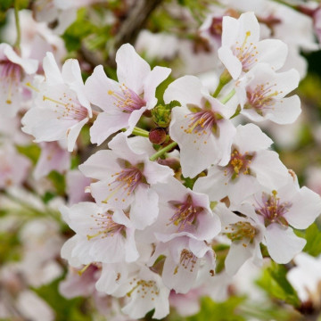 Cires japonez (Prunus incisa Kojo No Mai), planta ornamentala, gradina japoneza, flori alb