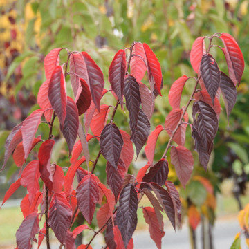 Cires japonez (Prunus Serrulata Royal Burgundy), arbore ornamental, gradina japoneza, flori roz - Img 3