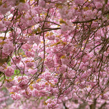 Cires japonez roz (Prunus serrulata Pink Perfection), planta ornamentala, gradina japoneza, planta parfumata - Img 2
