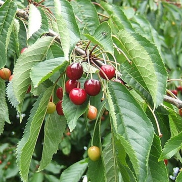 Cires paduret (Prunus avium)