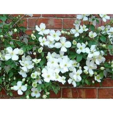 Clematita alba (Clematis montana alba) - Img 2