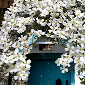 Clematita alba (Clematis montana grandiflora), planta cataratoare, planta melifera, flori alb - Img 3