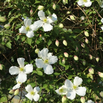 Clematita (Clematis Chrysocoma), planta cataratoare, flori alb