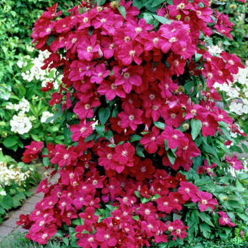 Clematita (Clematis Rouge Cardinal), planta cataratoare, flori rosu - Img 3