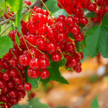 Coacaz rosu (Ribes r. Jonkheer van Tets), arbust fructifer