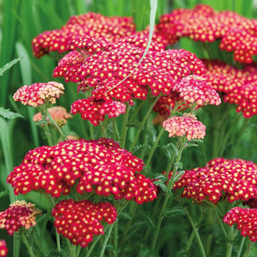 Coada șoricelului roșie (Achillea Cherry Queen), planta perena, planta medicinala, planta parfumata