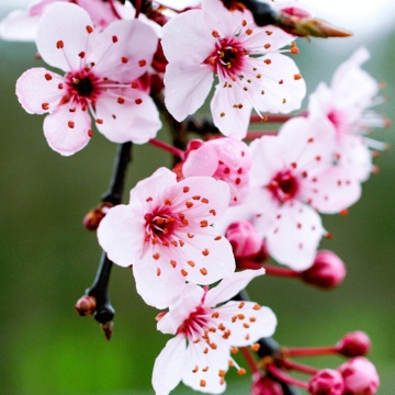 Corcodus rosu (Prunus cerasifera Pissardii), arbore ornamental, flori roz, frunzis rosu - Img 3