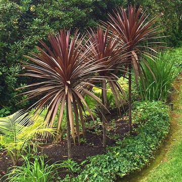 Cordyline aus. Red Star, vesnic verde, planta perena - Img 2