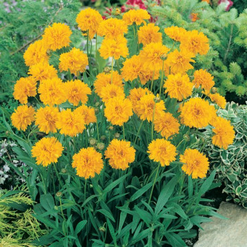 Coreopsis grandiflora Early Sunrise, planta perena, flori galbene - Img 2