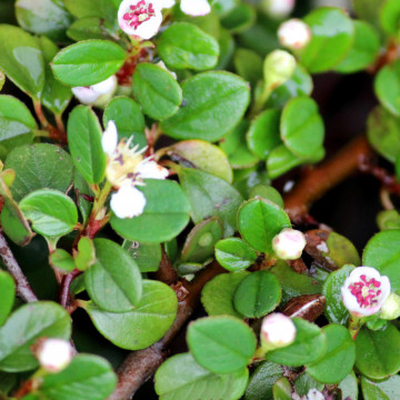 Cotoneaster (Cotoneaster horizontalis), vesnic verde, arbust ornamental, flori alb, rosu, roz - Img 3