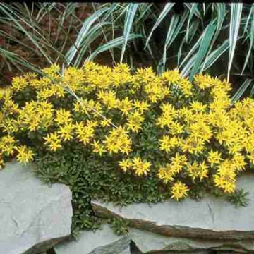 Covoras ( Sedum Golden Yellow), planta acoperitoare de sol