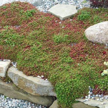 Covoras stancarie (Sedum Coral Carpet) ghiveci 2 l, planta acoperitoare de sol