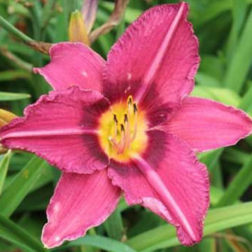 Crin de o zi (Hemerocallis Byzantine Emperor), plante perena, flori rosii - Img 2
