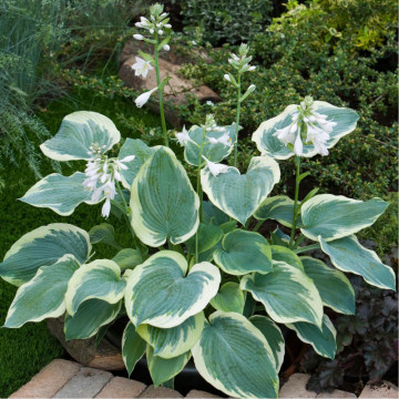 Crin de toamna (Hosta American Halo), bulbi crini, flori alb - Img 2