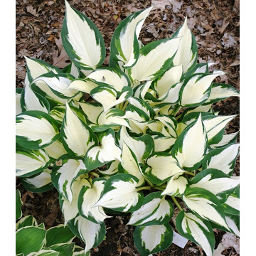 Crin de toamna (Hosta 'Fire and dance')