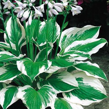 Crin de toamna (Hosta for Patriot), bulbi crini, flori alb - Img 3