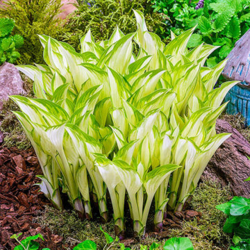 Crin de toamna (Hosta Kiwi Spearmint), bulbi crini, flori mov