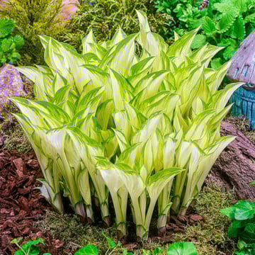 Crin de toamna (Hosta Kiwi Spearmint) - Img 1