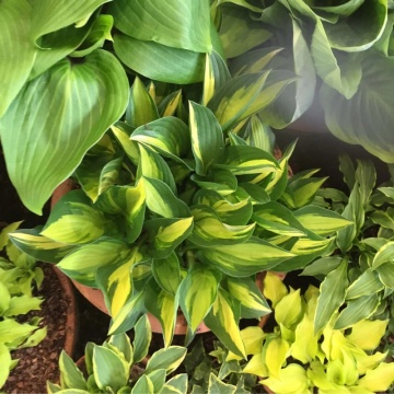 Crin de toamna (Hosta lakeside Little Tuft) - Img 2