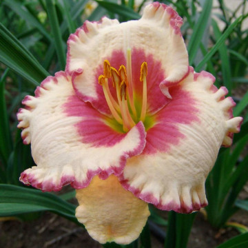 Crin de vara (Hemerocallis 'Ageless beauty), plante perena, flori multicolor - Img 2