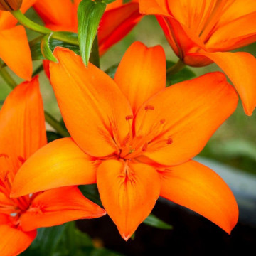 Crini Asiatic Orange (Lilies Asiatic Orange), bulbi crini