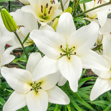 Crini Asiatic white 14/16 (Lilies Asiatic white), bulbi crini, flori alb