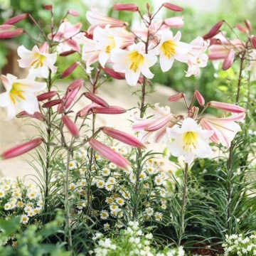 Crini Regale (Lilium Regale), bulbi crini, flori alb - Img 2