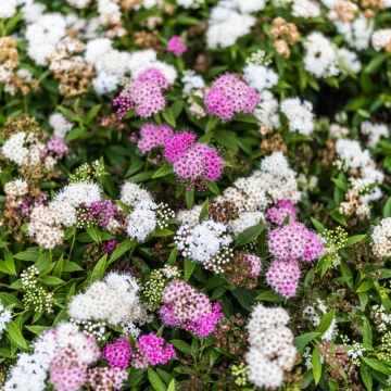 Cununita colorata (Spiraea japonica Genpei), planta gard viu, arbust ornamental, flori alb, roz