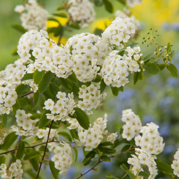 Cununita, floarea miresii (Spiraea van Houtei) ghiveci 2l, planta gard viu, arbust ornamental