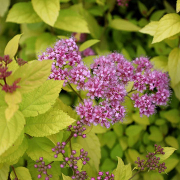 Cununita galbena (Spiraea japonica Goldmound), arbust ornamental, flori roz - Img 2