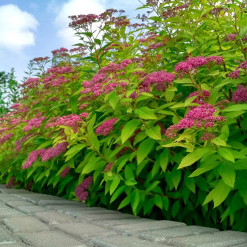 Cununita (Spiraea bumalda Crispa), planta gard viu, arbust ornamental, flori roz - Img 2