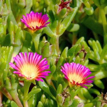 Delosperma delmara Fuchsia, vesnic verde, planta acoperitoare de sol, flori mov - Img 2