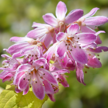 Deutzia roz (Deutzia hybrida Strawberry Fields), planta gard viu, arbust ornamental, flori alb, roz - Img 2