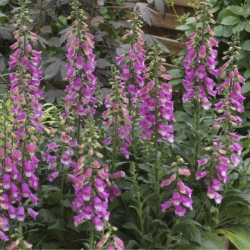 Digitalis ( Digitalis panther) - Img 3