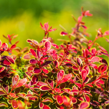 Dracila cu margini galbene (Berberis th. Golden Ring), planta gard viu, arbust ornamental, gradina japoneza