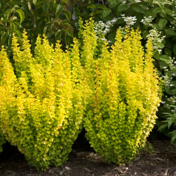 Dracila galbena (Berberis th. Golden torch), planta gard viu, arbust ornamental, gradina japoneza