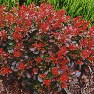 Dracila pitica (Berberis th. Bagatelle), arbust ornamental, frunzis rosu