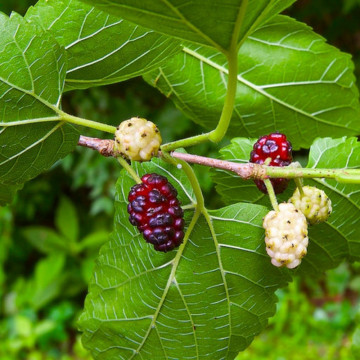 Dud alb (Morus alba), pom fructifer, planta medicinala - Img 4
